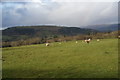 Sheep above Llandinam