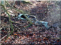 Scrap car in the copse