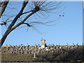 Flock of Pigeons, Little Ilford