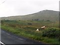 G8384 : Sheep on open moorland alongside the R262 near Lettermore by Eric Jones