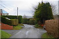 Garden hedges in Stepaside