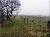 H5172 : Grassy lane, Cloghfin by Kenneth  Allen