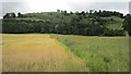 Barley, Glenearn