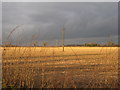 Stubble, electricity poles and a darkening sky