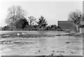 TL4355 : Grantchester: swans and frozen floodwater, 2001 by John Sutton