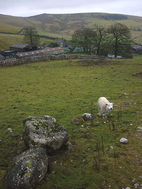 Sheep by the footpath north of Bordley Green Farm
