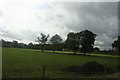 Trees near Buckland