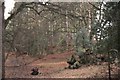 SU2510 : Stonard Wood, New Forest by Christopher Hilton