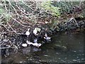 Ducks in Annalong Harbour