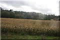 Corn by the railway line