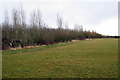 Young tree plantation by the Leighton Road