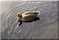 SE1664 : Greylag goose, Glasshouses Dam by Derek Harper