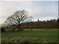 Oak near Whitefield