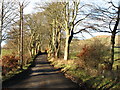 Minor road near The Leys Farm, Muckhart