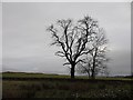 Trees in winter