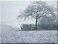 Deer In The Frost