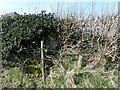 Overgrown Thorndon Trig, FB S5740