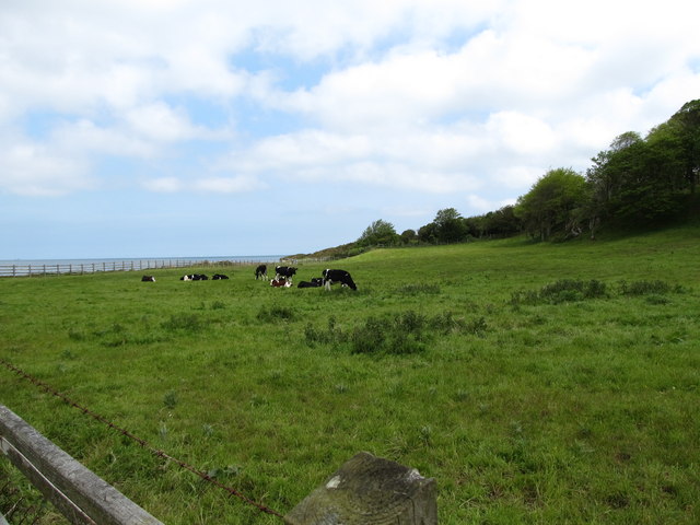 Cattle grazing alongside the North Down Coastal Path near Helen's Bay