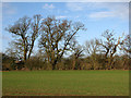 TL6355 : Hedgerow trees near Burrough Green by John Sutton