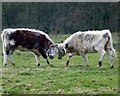 SD5831 : Head To Head Longhorn Cattle At Brockholes by Rude Health 