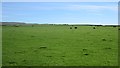 NS7610 : Cattle, Burnfoot by Richard Webb