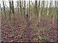 Walking on the Buckinghamshire Way towards Waddesdon