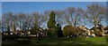 TL4459 : Plane trees in Alexandra Gardens, Cambridge by Tiger