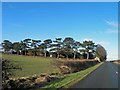 Pine trees bordering Barrow cemetery from Thornton Road