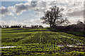 Field with recently sprouted grass