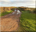 Puddles at a gate to a private road opposite Wibdon Farm, Wibdon