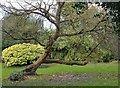 Mulberry tree, Silverhall Park, Old Isleworth