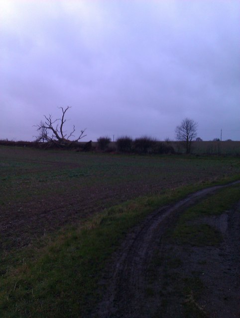 Fallen Tree near Blackwater Wood