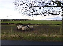 NU1920 : Sheep near Rock by Russel Wills