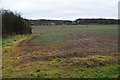 Winter crop near Hopton