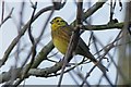 Yellowhammer (Emberiza citrinella), Rattray