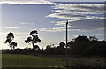 Pines and an electricity pole