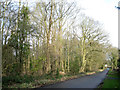 Woodland by Chapel Lane, Chessetts Wood