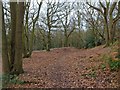 Kenilworth Common nature reserve