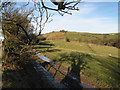 Hedgerow shadow