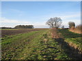 SK7480 : View towards Grovewells Plantation by Jonathan Thacker