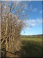 Field and thickset hedge at Crook Cross