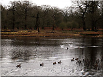 SJ7387 : Ducks on Island Pool by Stephen Craven
