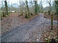 Footpath turns left from bridleway