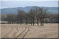 SO8917 : Line of oak trees near Dean Farm by Philip Halling
