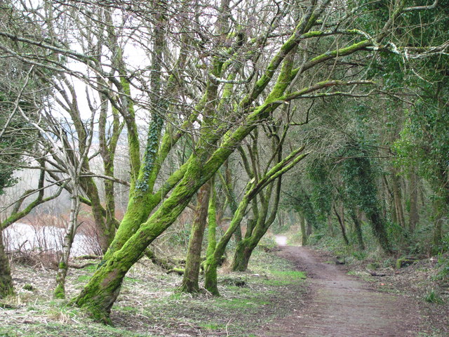 Trees flanking Taff Trail path