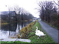 Swans on the Forth and Clyde Canal