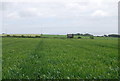 SX8043 : Wheat near Stokenham by N Chadwick
