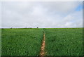 SX8043 : Footpath through wheat by N Chadwick