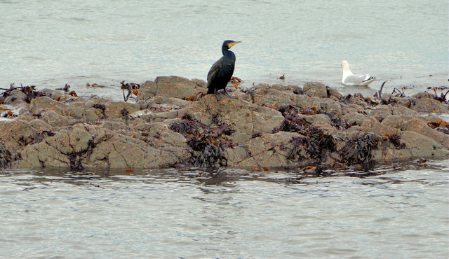 Cormorant near Helen's Bay