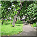 TQ2983 : Trees in Harrington Square by Robin Stott